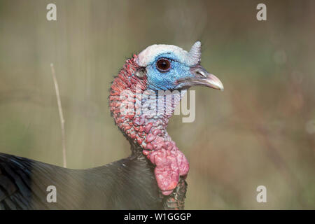 Eine wilde Türkei close-up Portrait auf einem hellen, sonnigen Tag zeigt das blaue und rote Haut auf den Kopf. Stockfoto