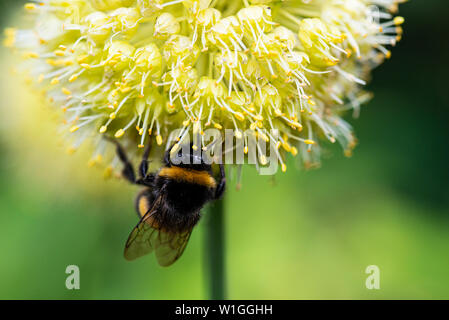 Eine Hummel auf einer schiefen Zwiebel (Allium obliquum) Stockfoto