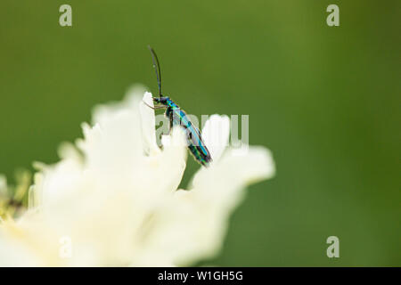 Ein männlicher geschwollen - thighed Käfer (Oedemera nobilis) riesigen scabious (Cephalaria gigantea) Stockfoto