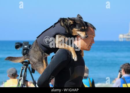 Abbie, die Australische kelpie surfen Hund am Strand mit Ihrer Person, während ein Hund surfen Ereignis in Huntington Beach Kalifornien Stockfoto