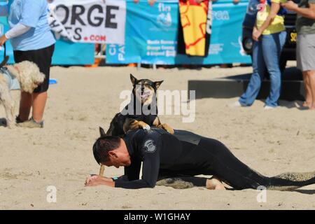 Abbie, die Australische kelpie surfen Hund am Strand mit Ihrer Person, während ein Hund surfen Ereignis in Huntington Beach Kalifornien Stockfoto