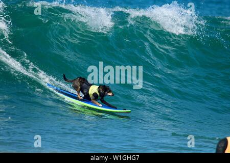 Abbie, die Australische kelpie surfen Hund Fang eine Welle an einem Hund surfen Ereignis in Huntington Beach Kalifornien Stockfoto