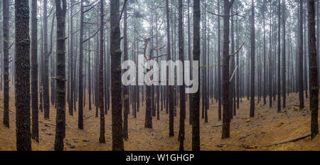 Großes Panorama mit einem Baum in der Mitte sehr verschieden von den anderen, die es umgeben. Der Baum hat viele verdrehte Äste und der Rest sind gerade t Stockfoto