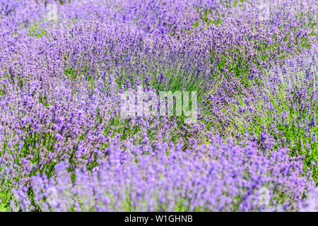 Lavendel Pflanze, die in einem Feld im Sommer für den Hintergrund. Stockfoto