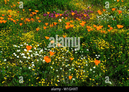 Kalifornien Mohn (Eschscholzia californica) Owl's Clover (Castilleja Exserta) und Goldfield (Lasthenia californica), Antelope Valley, Kalifornien, USA Stockfoto