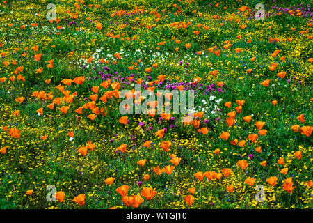 Kalifornien Mohn (Eschscholzia californica) Owl's Clover (Castilleja Exserta) und Goldfield (Lasthenia californica), Antelope Valley, Kalifornien, USA Stockfoto