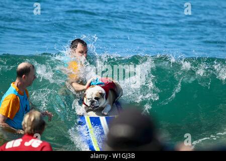 Englische Bulldogge surfen während ein Hund surfen Wettbewerb in Huntington Beach Kalifornien Stockfoto