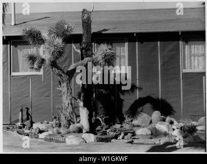 Manzanar Relocation Center, Manzanar, Kalifornien. William Katsuki, ehemaliger professioneller Landschaft ga. . .; Umfang und Inhalt: Der vollständige Titel für dieses Foto lautet: manzanar Relocation Center, Manzanar, Kalifornien. William Katsuki, ehemaliger professioneller Landschaftsgärtner für Großsiedlungen in Südkalifornien, zeigt sein Geschick und Einfallsreichtum bei der Erstellung von Materialien in der Nähe, eine Wüste Garten neben seinem Haus in der Kaserne an diesem Krieg Relocation Authority center. Stockfoto