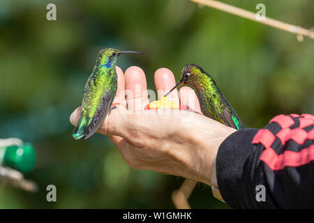 Fütterung Kolibris von Hand in der Nähe von savegre Lodge in San Gerardo de Dota, Costa Rica. Stockfoto
