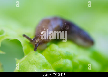 Eine Schnecke ohne Hülle slug aus der Gastropoden Familie kriecht auf einem salatblatt. Schädlingsbekämpfung Essen im Garten. Stockfoto