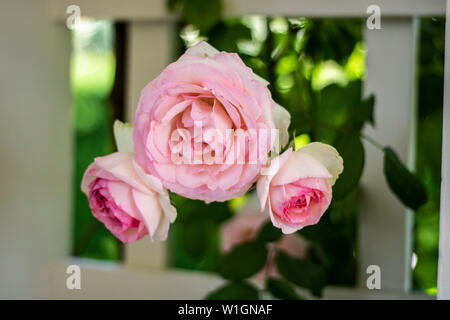 Rosa Rosen Stockfoto