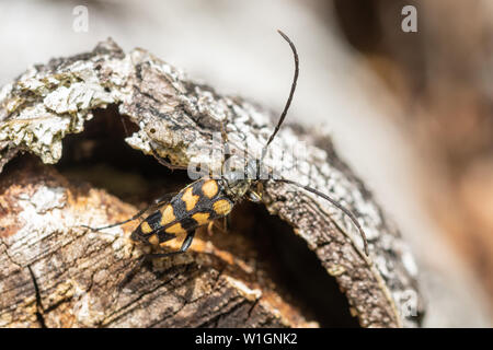 Vier Bändern longhorn Beetle (Leptura quadrifasciata) auf Stapel, UK anmelden Stockfoto