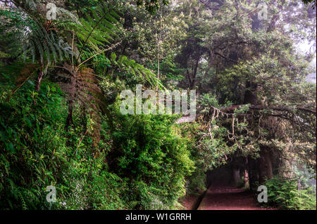 Levada dos Balcoes in Ribeiro Frio, Wandern auf Trekking trail Vereda dos Balcoes, Wald Ribeiro Frio, Madeira Portugal Stockfoto