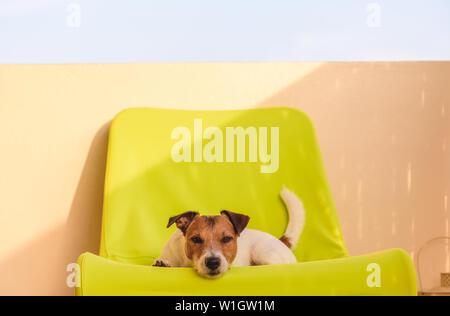 An heißen Sommertagen hund Verstecken von Hitze im Schatten auf dem Balkon Stockfoto