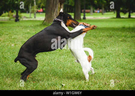 Dobermann Welpen, Sozialisierung der Praxis in der Öffentlichkeit spielen mit erwachsenen Hund Stockfoto