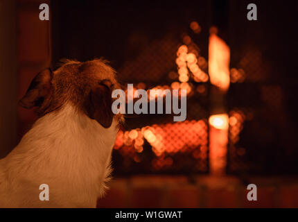 Hund suchen Bei Feuer im Kamin Stockfoto