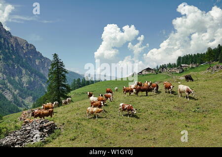 Kühe in den italienischen Alpen Stockfoto