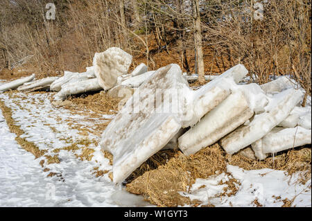 Dicken Platten von gefrorenem Eis gebrochen und an der Küste in der Nähe der Bäume im Winter angehäuft. Stockfoto