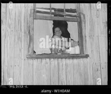 Frau Gillie Treadway, Ehefrau eines Bergmanns, Milch aus Ihrer Küche Fenster. Sie hat keine Kühlung im Haus. Fox Ridge Mining Company, Inc., Hanby Mine, Arjay, Bell County, Kentucky. Stockfoto