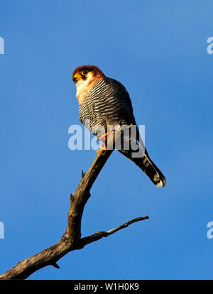 Die unverwechselbare und schneidigen Red-necked Falon ist eine Antenne Jäger in kleine Vögel im Flug spezialisiert hat. Sie haben eine ausgeprägte Vorliebe für hab. Stockfoto