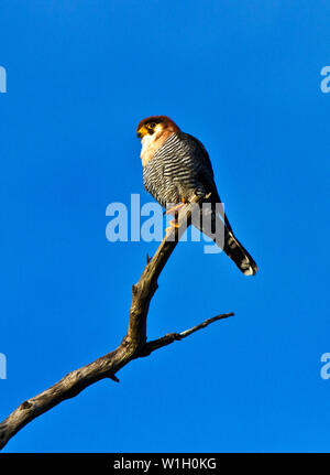 Die unverwechselbare und schneidigen Red-necked Falon ist eine Antenne Jäger in kleine Vögel im Flug spezialisiert hat. Sie haben eine ausgeprägte Vorliebe für hab. Stockfoto