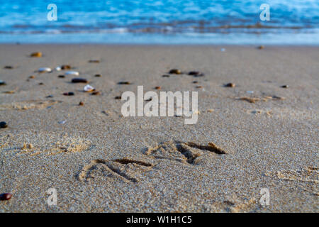 Fußabdrücke auf Seagull in sandigen Strand in der Nähe von Stockfoto