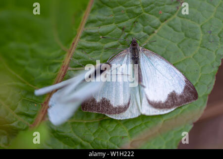 Makrofotografie von zwei großen südlichen White Butterfly in verschiedenen Schritten der Umwerbung, auf einem Blatt. In den Anden von zentraler Co erfasst Stockfoto