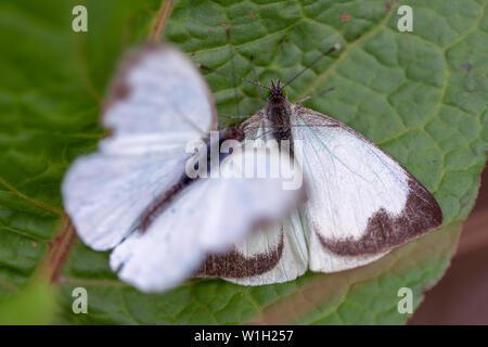 Makrofotografie von zwei großen südlichen White Butterfly in verschiedenen Schritten der Umwerbung, auf einem Blatt. In den Anden von zentraler Co erfasst Stockfoto