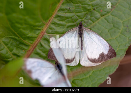 Makrofotografie von zwei großen südlichen White Butterfly in verschiedenen Schritten der Umwerbung, auf einem Blatt. In den Anden von zentraler Co erfasst Stockfoto