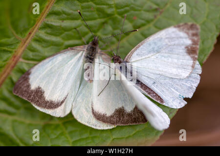 Makrofotografie von zwei großen südlichen White Butterfly in verschiedenen Schritten der Umwerbung, auf einem Blatt. In den Anden von zentraler Co erfasst Stockfoto