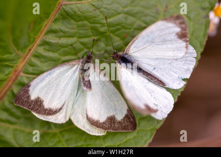 Makrofotografie von zwei großen südlichen White Butterfly in verschiedenen Schritten der Umwerbung, auf einem Blatt. In den Anden von zentraler Co erfasst Stockfoto