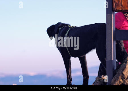 Labrador Retriver oben auf einem schneebedeckten Berg im Erzgebirge in Westböhmen. Es ist Winter. Es ist auf einer Höhe über den Wolken Stockfoto