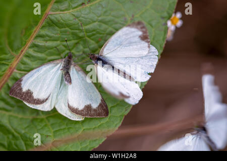 Makrofotografie von zwei großen südlichen White Butterfly in verschiedenen Schritten der Umwerbung, auf einem Blatt. In den Anden von zentraler Co erfasst Stockfoto