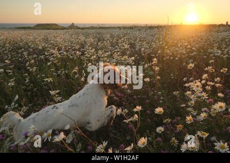 Gower, Swansea. 2. Juli 2019. UK Wetter. Doggy Style: Ein tief fliegenden Springer Spaniel wird die neueste Bestäuber im Heu Wiesen voller Hund Gänseblümchen gepflanzt, die von der National Trust Rhosili (richtig, der') an der Vile, einer alten Streifen gezüchtetem Landspitze auf der Halbinsel Gower, South Wales. Die sonnigen und warmen Wetter ist toll für Reisende, die bestäuber der fliegenden Insekten Art und auch menschliche Besucher der Felder von Lupine, Sonnenblumen, Lavendel und wilden Blumen. Credit: Gareth LLewelyn/Alamy leben Nachrichten Stockfoto