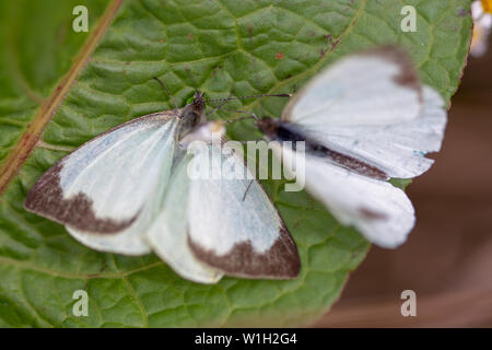 Makrofotografie von zwei großen südlichen White Butterfly in verschiedenen Schritten der Umwerbung, auf einem Blatt. In den Anden von zentraler Co erfasst Stockfoto