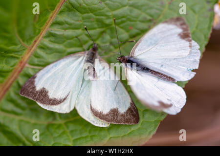 Makrofotografie von zwei großen südlichen White Butterfly in verschiedenen Schritten der Umwerbung, auf einem Blatt. In den Anden von zentraler Co erfasst Stockfoto