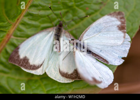 Makrofotografie von zwei großen südlichen White Butterfly in verschiedenen Schritten der Umwerbung, auf einem Blatt. In den Anden von zentraler Co erfasst Stockfoto