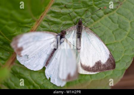 Makrofotografie von zwei großen südlichen White Butterfly in verschiedenen Schritten der Umwerbung, auf einem Blatt. In den Anden von zentraler Co erfasst Stockfoto