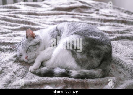 Schöne britische Katze schläft im Bett zusammengerollt. pet bequem in einer heimeligen Atmosphäre. weiße Katze mit grauen Streifen. Stockfoto