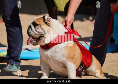 Englische Bulldogge zu einem Hund surfen Ereignis Stockfoto