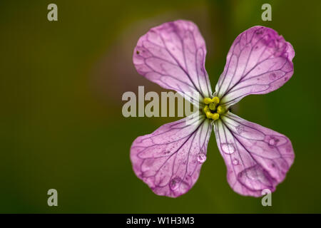 Makro photograpry eines Hederich Blume in Tau. In den Anden von zentralen Kolumbien erfasst. Stockfoto