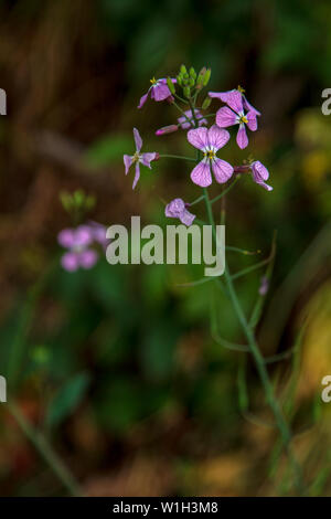 Nahaufnahmen der Hederich Blumen und eine Pflanze, an ein Feld in den Anden von zentralen Kolumbien erfasst. Stockfoto