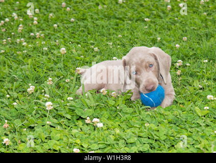 Weimaraner Welpen Holding eine blaue Kugel in seinen Mund, während im Gras liegend Stockfoto