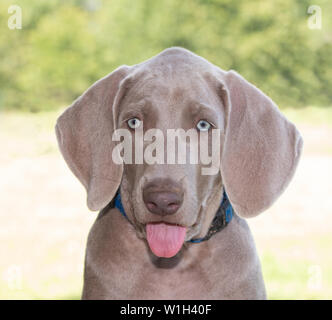 Schöne Weimaraner Welpe mit seiner Zunge heraus haften, an sonnigen Sommer Hintergrund Stockfoto