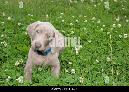 Weimaraner Welpen im Gras liegend, mit Blick auf den Betrachter mit einem entzückenden Kopf neigen Stockfoto