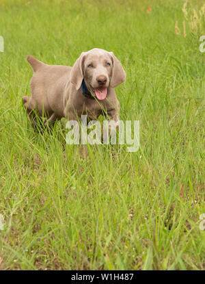 Wenig Weimaraner Welpen Trab durch hohes Gras auf den Betrachter Stockfoto