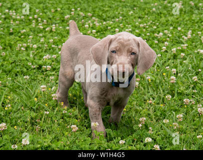 Adorable Weimaraner Welpen mit nassen Flecken auf der Brust stehen im Klee, mit Blick auf den Betrachter Stockfoto