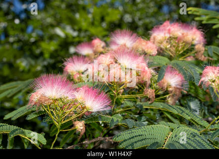 Nahaufnahme von leuchtend rosa Blüten von einem persischen Seide Baum im Sommer Sonne Stockfoto