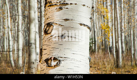 Der weißen Rinde eines Aspen Tree zeigt die Details inmitten eines Olivenhains in Speckstein Becken in der Uinta-Wasatch-Cache National Forest. (C) 2012 Tom Kelly Stockfoto