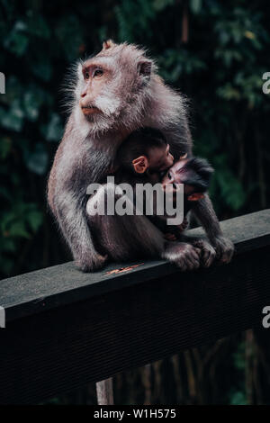 Mutter macaque Affen halten zwei Babys umarmen im Affenwald von Ubud in Bali, Indonesien. Stockfoto